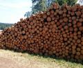 Bild: dob
Holz ist ein wichtiger Rohstoff, der begehrt ist. Die Polter warten an den Wegrändern zum Abtransport. Die WBV vermarktet das Holz der Waldbesitzer. Nicht immer ein einfaches Geschäft.
