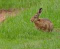 Bild: Fredy Voss/exb
LBV Naturschutzgruppe Weiherhammer und Umgebung baut den Zaun um Naturschutz-Erfolgsprojekt ab. das heißt, alle Tiere können nun ungehindert passieren