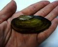 Bild: Gum/TUM/exb
Neben der Malermuschel (Bild), die als gefährdet gilt, gibt es im Eixendorfer Stausee auch die sehr gefährdete große Teichmuscheln und die Gemeine Tauchmuschel. Wenn die Baumaßnahmen beginnen, müssen die Muscheln in einen Teich oder Weiher, denn lange können sie auf dem Trockenen nicht überleben.