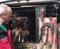 Bild: Portner
Walter Bender fährt seine Hunde in einem klimatisierten Transporter zu den Stöber-Einsätzen. In die obere Box setzt er einen Kleinen Münsterländer (8 Jahre), welchen er als Welpen aus einem Heim geholt hat.