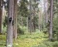 Bild: bö
Für das Gewerbegebiet Schafhof-Ost werden derzeit Ausgleichsflächen angelegt. Unter anderem sind in einem Biotop-Gehölz auch viele Nistkästen und Sommerquartiere für Fledermäuse aufgehängt worden. "Es soll ein sich der Natur überlassener Bereich werden", sagte Bürgermeister Erich Meidinger.