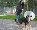 Bild: bl
Mischlingshund Buddy geht es wieder besser. Er wurde mit einer schweren Verletzung am Bein aufgefunden. Tierpflegerin Marija Äcker hofft, dass sich in seinem Fall doch noch ein Besitzer meldet.