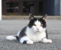 Bild: Gabi Schönberger
Diese Katze hält sich in der Weidener Innenstadt auf und macht einen gesunden Eindruck.