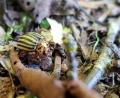 Bild: jak
So sieht der Kartoffelkäfer (Leptinotarsa decemlineata) aus. Gesichtet wurde er neben vielen weiteren Exemplaren in einem Garten in Waldthurn.