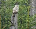 Bild: VLAB/exb
43 Habichtskäuze hat der Verein für Landschaftspflege und Artenschutz in Bayern schon in der Region ausgewildert.