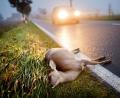 Symbolbild: Julian Stratenschulte/dpa
Ein totes Reh liegt nach der Kollision mit einem Auto am Straßenrand einer Landstrasse. Im Bereich der Jagdgenossenschaft Högling blieb die Zahl der Wildunfälle auf niedrigem Niveau.