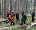 Bild: omu
Im Wald erklärte Kreisbrandmeister Peter Prechtl den Lehrgangsteilnehmern alles über Schnitttechnik, Holzspannung und Beurteilung der Lage.