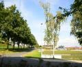 Bild: bey
Die von Eichen herabfallenden Eicheln und Äste sorgen angeblich für Unfallgefahren auf dem Kleinspielfeld links der Baumreihe und dem Kunstrasenplatz rechts der asphaltierten Straße. Der Sportverein hätte die Bäume gerne weg.