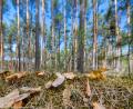 Symbolbild: Monika Skolimowska/dpa
Trockene Rinde und Kiefernnadeln liegen auf dem Boden in einem Kiefernwald.
