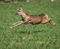 Symbolbild: Frank Rumpenhorst/dpa
Ein Reh flüchtet auf einem Feld.