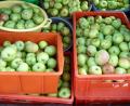 Bild: Portner
So voll ist der Kofferraum heuer bei der Anlieferung der Äpfel in den Mostereien der Gartenbauvereine nicht immer.