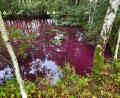 Bild: Florian Miedl
Der rote Weiher bei Schirnding