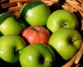 Bild: Stephan Huber
Manchmal macht erst das Zusammenspiel der Farben das Bild spannend – nur grüne Äpfel wären langweilig, mit einem roten Apfel im Korb wirkt das Bild gleich aber ganz anders.
