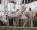 Archivbild: Stefan Huber
Die Preise für Schweinefleisch und Ferkel stürzen ab. Hinzu kommen hohe Investitionen ins Tierwohl. Viele Landwirte überlegen, Schweinemast oder Ferkelerzeugung aufzugeben.