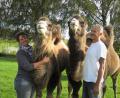 Bild: ubb
Claudia und Thomas Richter haben sich vor fünf Jahren als gemeinsames Hobby Kamele angeschafft. Nach vielen bürokratischen Hürden leben sie mit fünf der sanften "Wüstenschiffe" auf einem Bauernhof in Höfen.