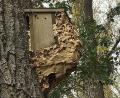 Bild: Andreas Royer
Im Waldgebiet Fatzen bei Sulzbach-Rosenberg hat sich ein Hornissenvolk einen Vogel-Nistkasten als Domizil ausgesucht.