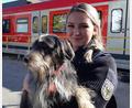 Bild: Bundespolizei/dpa
Das Foto zeigt den entlaufenen Rauhaardackel im Arm der Bundespolizistin Melanie. Das Tier hat sich in Grafing bei München ohne Besitzer allein zu einer Bahnfahrt aufgemacht. Zwölf Stationen später empfingen Helfer den Hund am Ostbahnhof.