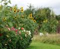 Bild: Kleber/exb
Ein Markenzeichen des Kleberschen Naturgartens in Eschenbach sind die vielen Sonnenblumen, die ausschließlich Vögel ausgesät haben.