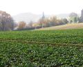 Bild: sm
Diese landwirtschaftliche Fläche soll zum neuen Baugebiet "Queräcker" in Krchendemenreuth werden.