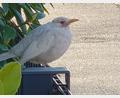 Bild: Marion Kost /exb
Marion Kost hat sich mit dem Handy an diese Albino-Amsel angeschlichen, die schon öfter in der Ringstraße in Pfreimd Halt machte.