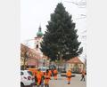 Bild: ws
Eine rund 12 Meter hohe Tanne schmückt zur Weihnachtszeit den Marktplatz.