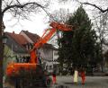 Bild: dob
Mit Hilfe des städtischen Baggers schwebte der Kiefernbaum auf den Rathausvorplatz.