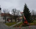 Bild: jr
Unweit des Resl-Hauses wurde diese mächtige rund 15 Meter lange Tanne am Mittwoch als Christbaum aufgestellt. Bauhofmitarbeiter brachten mit Hilfe eines Steigers den Lichterschmuck an. Am ersten Adventswochenende wird er erstmals im Lichterglanz erstrahlen.