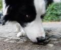 Symbolbild: Maurizio Gambarini
Ein Border Collie schnüffelt bei einem Spaziergang am Boden. Eine Frau aus Hirschau vermutet, dass im Stadtgebiet ein Giftköder für Hunde ausgelegt worden war.