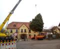Bild: Stadt Waldershof/exb
Unterstützt von einem Kran stellten Mitarbeiter des Bauhofs den Christbaum vor dem Rathaus auf.