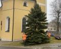 Bild: Josef Glas
Mitarbeiter des Bauhofes stellen den Christbaum auf