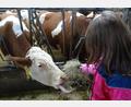 Bild: Jutta Forster/exb
Beim Erlebnistag auf dem Bauernhof dürfen die Schulkinder aus Rieden auch Kühe füttern.