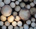 Bild: jut
Lichtblick für die Holzbranche: Die Preise und Verfügbarkeiten haben sich stabilisiert. Allerdings sind damit nicht alle Probleme gelöst.