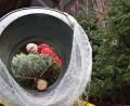 Bild: szl
Lorenz Schön baut im Nebenerwerb seit 30 Jahren Christbäume an. „Ein arbeitsintensives Hobby“, sagt der 56-Jährige. Auf einer Fläche von 2,5 Hektar stehen insgesamt 20 000 Bäumchen unterschiedlichen Alters.