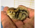 Bild: ubb
Wie niedlich ist das denn? Winziger kann ein Küken kaum sein. Die kleine Wachtel hat eben erst das Licht der Welt erblickt.