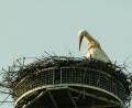 Bild: idu
Der Storch ist wieder da. Hoch oben in seinem Horst thront er über Trabitz.