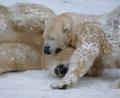 Archivbild: Jörg Beckmann/Tiergarten Nürnberg/dpa
Die Eisbären Vera (Weibchen, vorne) und Nanuq (Männchen) tollen im Winter im Tiergarten Nürnberg im Schnee.