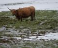 Symbolbild: Harald Tittel/dpa
Ein Longhorn-Rind steht auf einer matschigen Weide, die teils mit Schnee bedeckt ist. Das Schottische Longhorn könnte für "Wilde Weiden Waldnaabaue" unter anderem infrage kommen.
