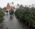 Bild: mld
Die Luher Siedler haben jede Menge Christbäume im Angebot. Der Erlös ist für einen guten Zweck.