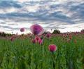 Bild: tr
Dieses Feld hätte einst durchaus Pate für Claude Monets impressionistische Mohnblumengemälde stehen können.