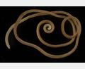 Bild: Paul E. Marek, Bruno A. Buzatto, William A. Shear, Jackson C. Means, Dennis G. Black, Mark S. Harvey, Juanita Rodriguez/Scientific Reports/dpa
Ein weiblicher Eumillipes persephone mit 330 Segmenten und 1306 Beinen. Anders als bislang angenommen werden bestimmte Tausendfüßer doch ihrem Namen gerecht.