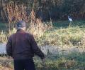 Bild: rha
Ein Silberreiher stakst an den Gestaden des Freizeitweihers in Vilseck.