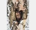 Bild: rgr
Wer mit offenen Augen spazieren geht , kann ein Herz in einem Baum entdecken.
