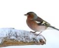 Bild: Frank Derer/LBV-Bildarchiv/exb 
Ab und zu lässt sich auch der Buchfink im Garten blicken. Auch in diesem Winter?