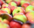 Symbolbild: Felix Kästle/dpa
Eine Unbekannte wollte eine Sulzbach-Rosenbergerin nötigen, ein Stück Apfel zu probieren, um ihr minderwertiges Obst verkaufen zu können.