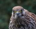 Bild: Ludwig Brunner/exb
Auge in Auge mit einem Turmfalken saß der Hobbyfotograf Ludwig Brunner.