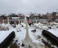 Archivbild: Thomas Sporrer
Sechs verendete Schwäne wurden am Dreikönigstag im Fischhofpark entdeckt. Die Todesursache ist laut Veterinäramt noch nicht ermittelt. Insgesamt gibt es am Stadtteich im Fischhofpark rund 25 Schwäne.