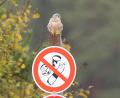 Bild: idu
Ein Turmfalke setzt bei den Dießfurter Weihern ein Statement.