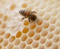 Symbolbild: Friso Gentsch/dpa
Die Waben in den Bienenstöcken enthielten 2021 zwischen 10 und 15 Prozent weniger Honig als im Jahr davor, bilanziert der Bienenzuchtverein Sulzbach-Rosenberg.