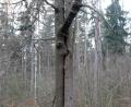 Bild: Erwin Otte/exb
"Zusammenhalten" betitelt Erwin Otte seine Fotografie von zwei ungewöhnlich verwachsenen Bäumen.