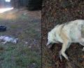 Bild: Marina Gube
Links der am 01. Dezember überfahrene Jungwolf, rechts sein Vater, der am 13. Dezember auf der Staatstraße zwischen Weiden und Mantel gefunden wurde.